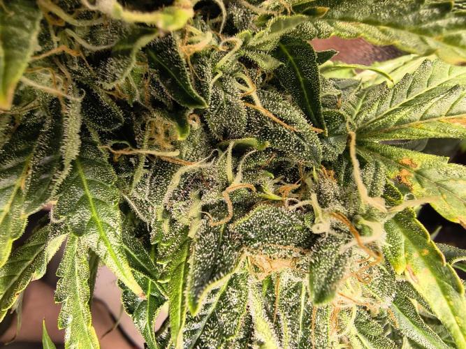PM Auto. Week 13