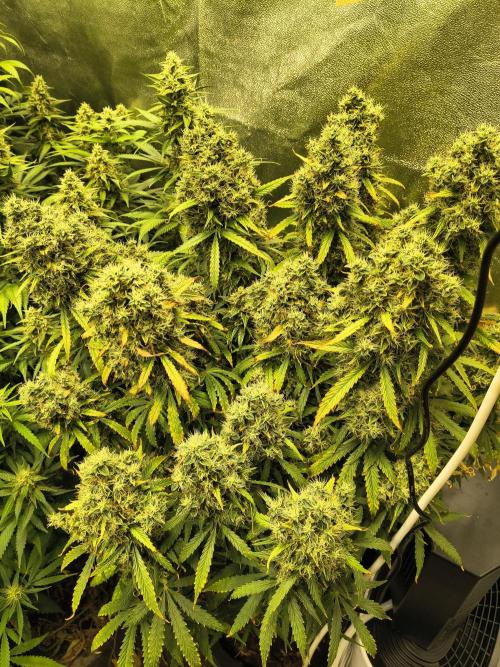 PM Auto. Week 13