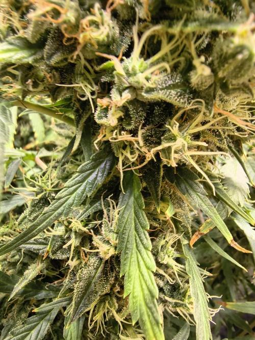 PM Auto. Week 13