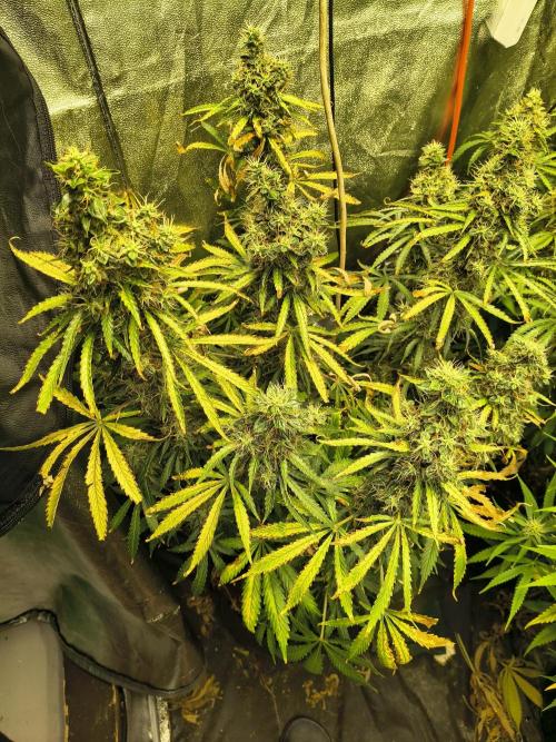 PM Auto. Week 13