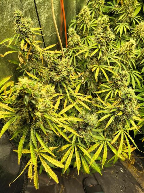 PM Auto. Week 13