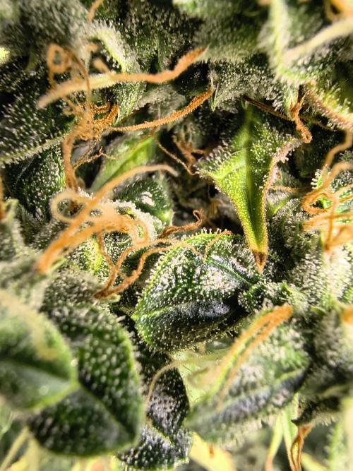 PM Auto. Week 13