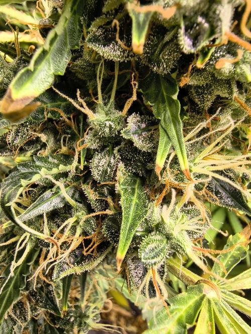 PM Auto. Week 13