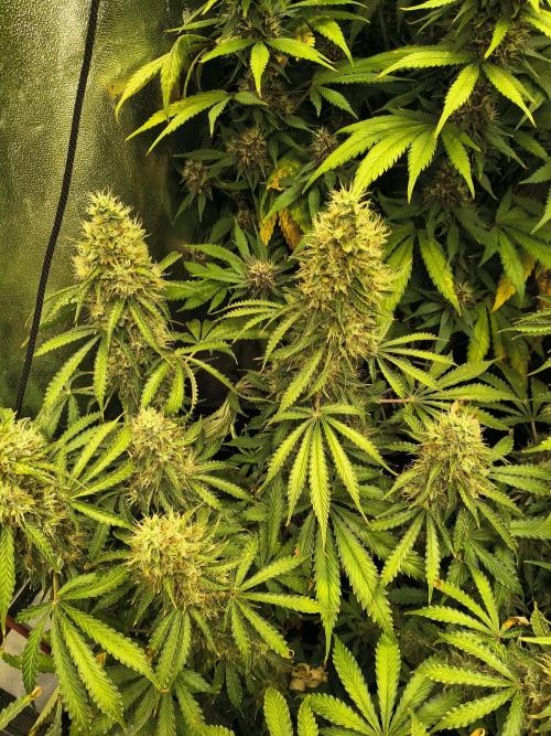 PM Auto. Week 13