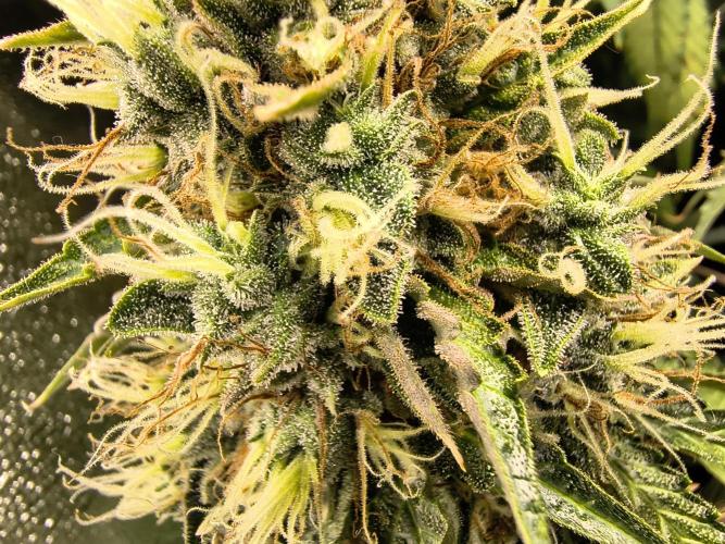 PM Auto. Week 13