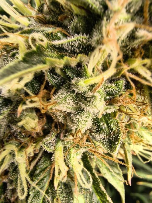 PM Auto. Week 13