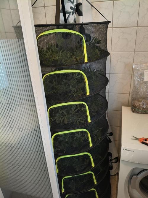 PM Auto. Week 15 - 6,5 / 8 filled out. 3 plants. not dry yet. but over 1kg wet. 