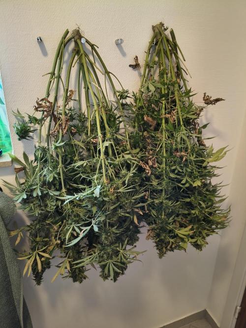 PM Auto. Week 15 - 2 plants here (1 more before this)