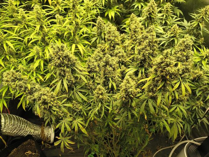 PM Auto. Week 15 - still this one left. but missing a week or 2 :)