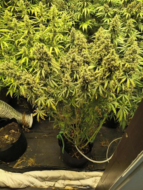 PM Auto. Week 15 - but it is looking good..