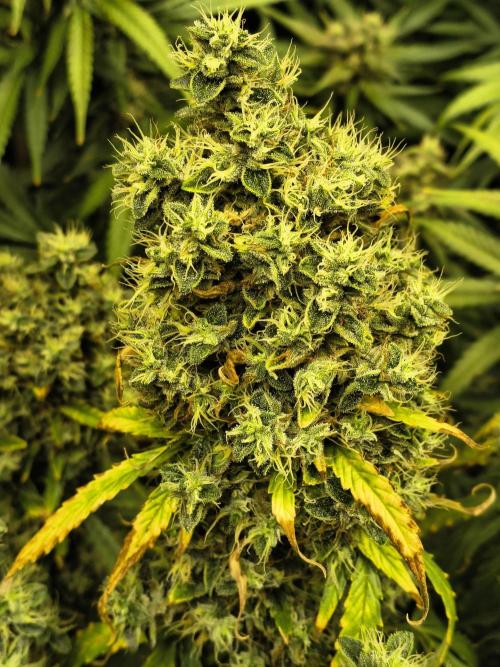 PM Auto. Week 15