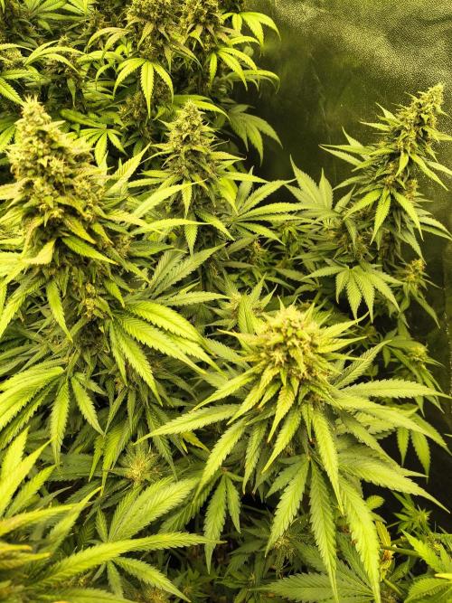 Banana Purple Punch , Gelato. Week 9