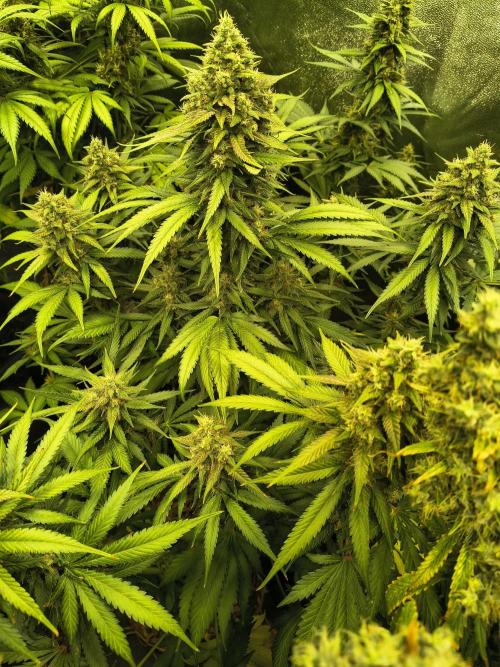 Banana Purple Punch , Gelato. Week 9