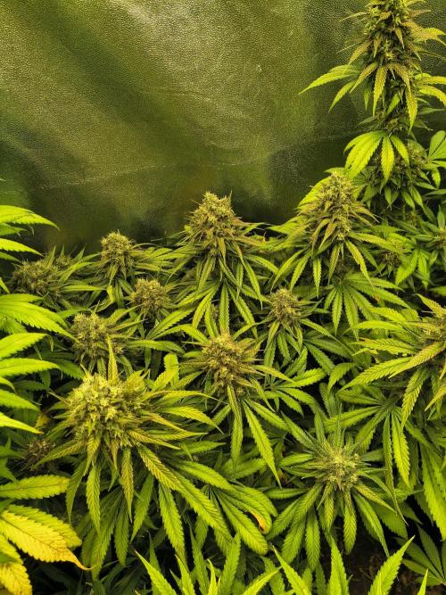 Banana Purple Punch , Gelato. Week 9