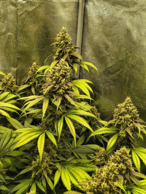 Banana Purple Punch , Gelato. Week 9