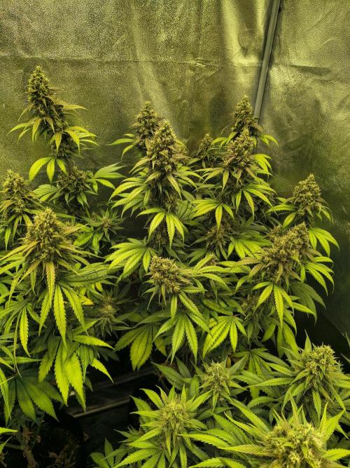 Banana Purple Punch , Gelato. Week 9