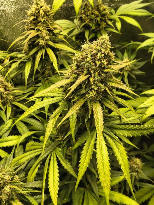 Banana Purple Punch , Gelato. Week 9