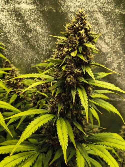 Banana Purple Punch , Gelato. Week 9