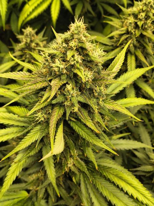 Banana Purple Punch , Gelato. Week 9