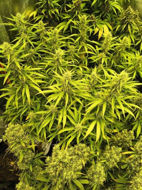 Banana Purple Punch , Gelato. Week 9