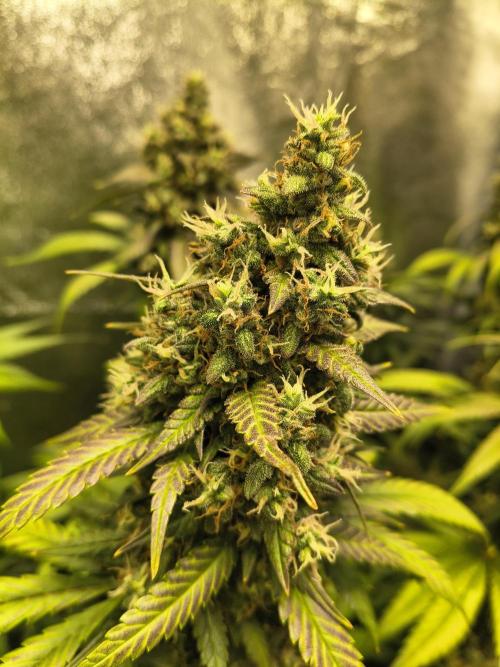 Banana Purple Punch , Gelato. Week 9