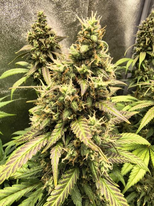 Banana Purple Punch , Gelato. Week 9