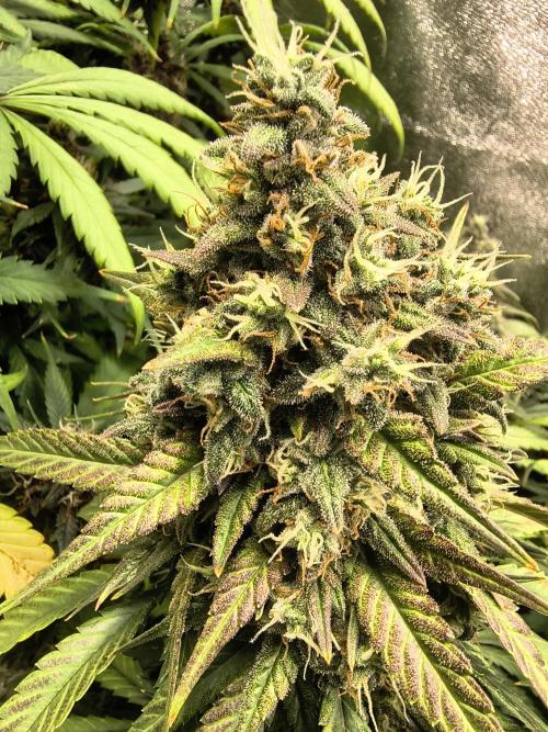 Banana Purple Punch , Gelato. Week 9