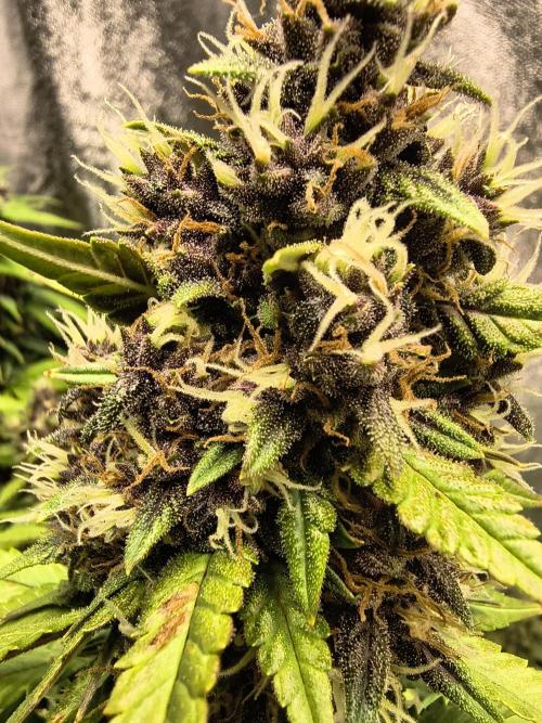 Banana Purple Punch , Gelato. Week 9