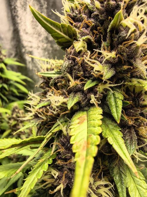 Banana Purple Punch , Gelato. Week 9