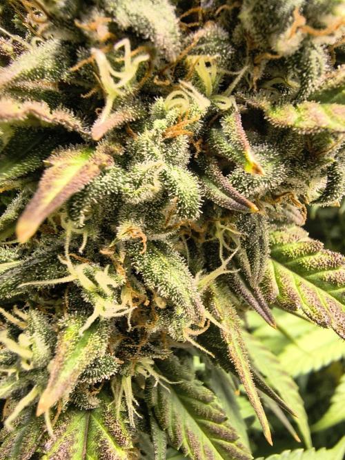 Banana Purple Punch , Gelato. Week 9