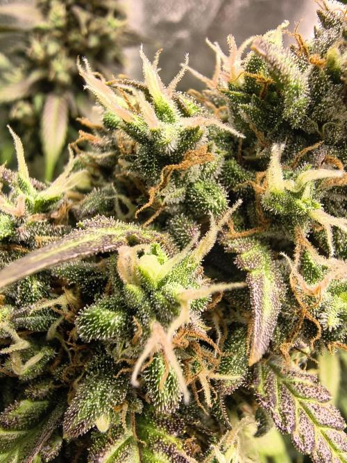 Banana Purple Punch , Gelato. Week 9