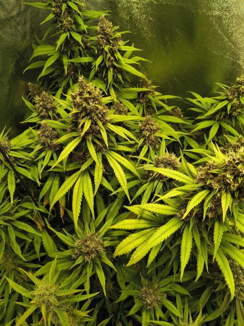 Banana Purple Punch , Gelato. Week 10 - BPP