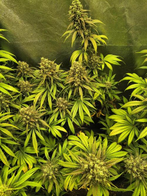 Banana Purple Punch , Gelato. Week 10 - BPP