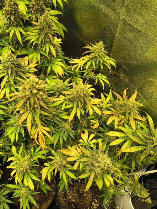Banana Purple Punch , Gelato. Week 10 - BPP
