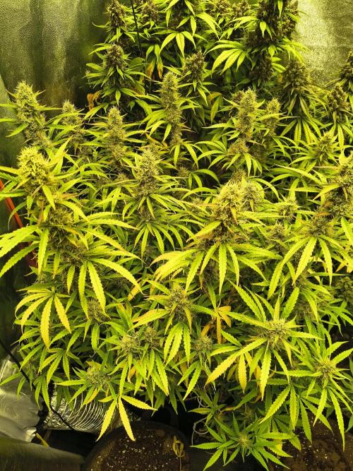 Banana Purple Punch , Gelato. Week 10 - Gelato
