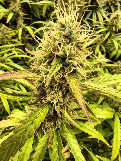 Banana Purple Punch , Gelato. Week 10 - Gelato