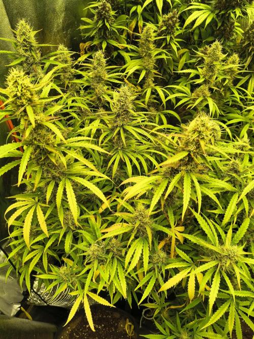 Banana Purple Punch , Gelato. Week 10 - Gelato