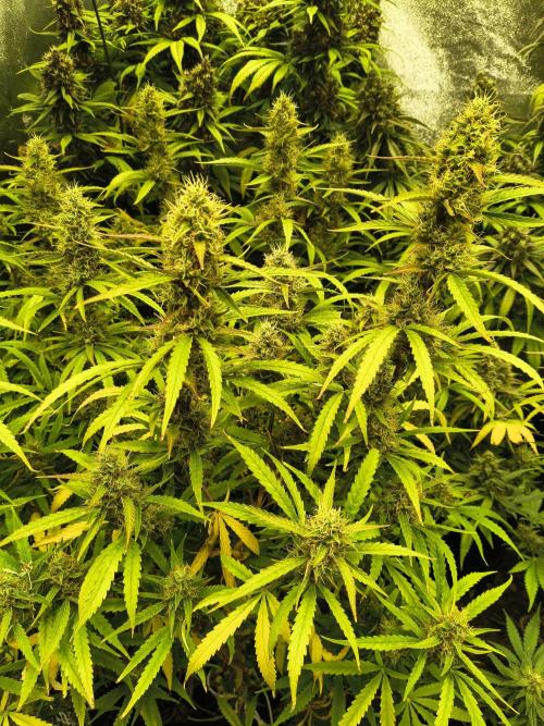 Banana Purple Punch , Gelato. Week 10 - Gelato