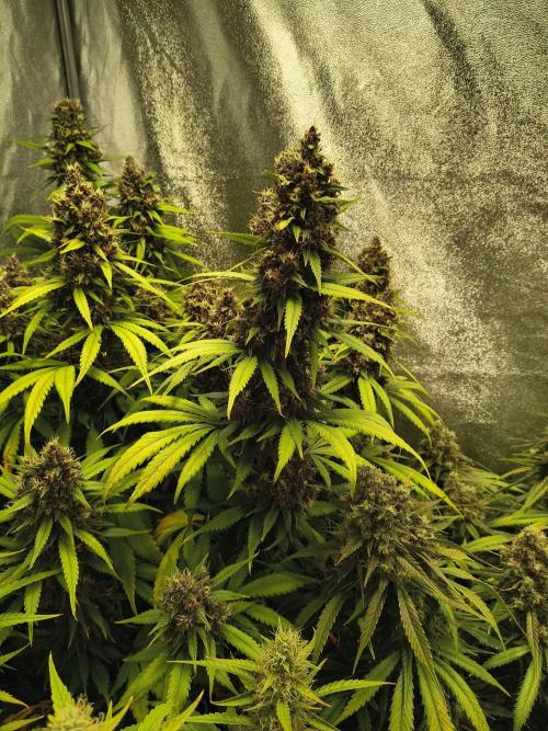 Banana Purple Punch , Gelato. Week 10 - BPP