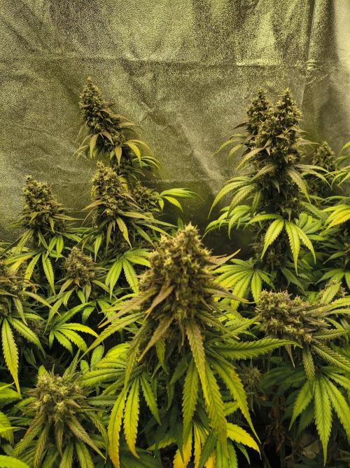 Banana Purple Punch , Gelato. Week 10 - BPP