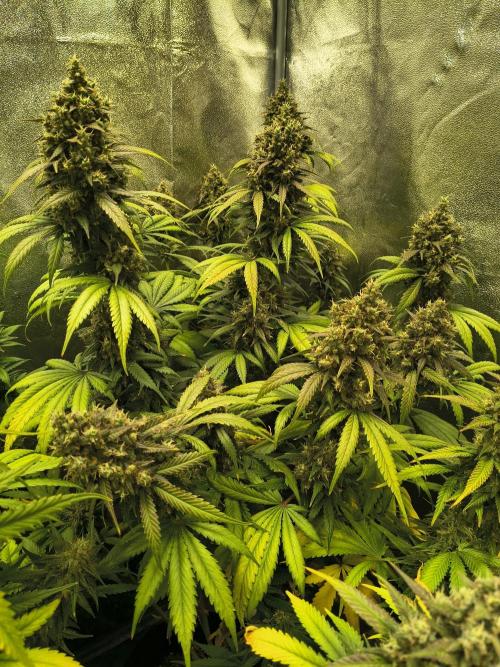 Banana Purple Punch , Gelato. Week 10 - BPP