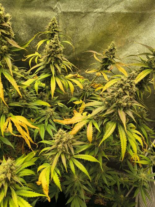 Banana Purple Punch , Gelato. Week 10 - BPP