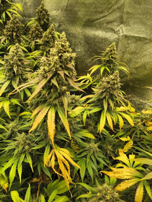 Banana Purple Punch , Gelato. Week 10 - BPP