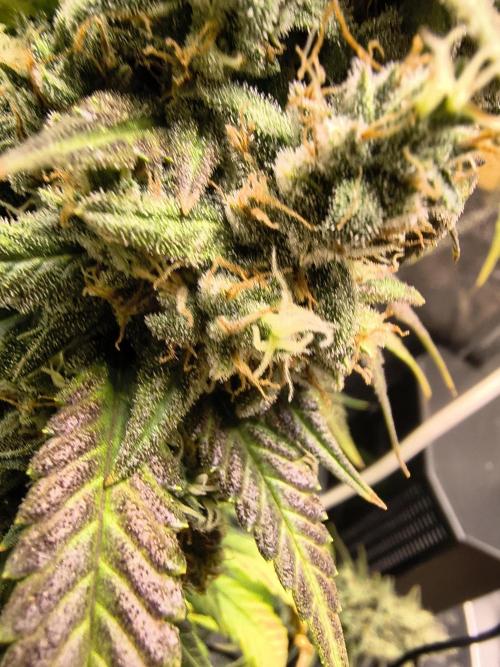 Banana Purple Punch , Gelato. Week 10 - and some.closeups..