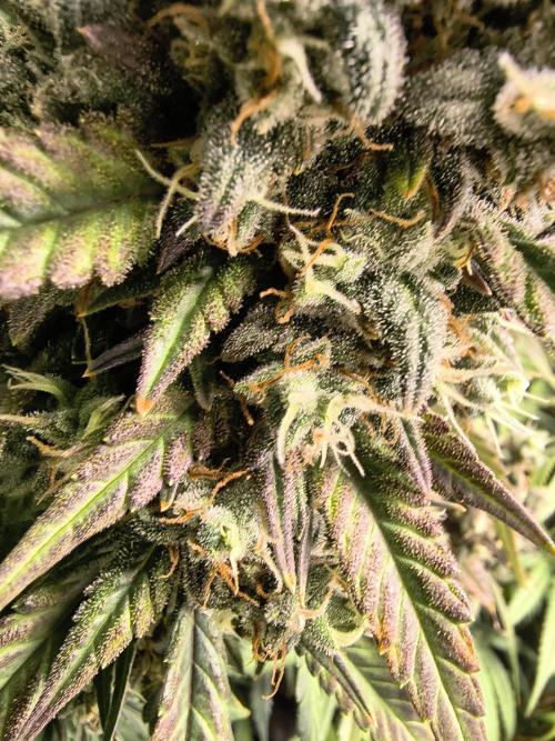 Banana Purple Punch , Gelato. Week 10