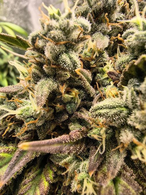 Banana Purple Punch , Gelato. Week 10