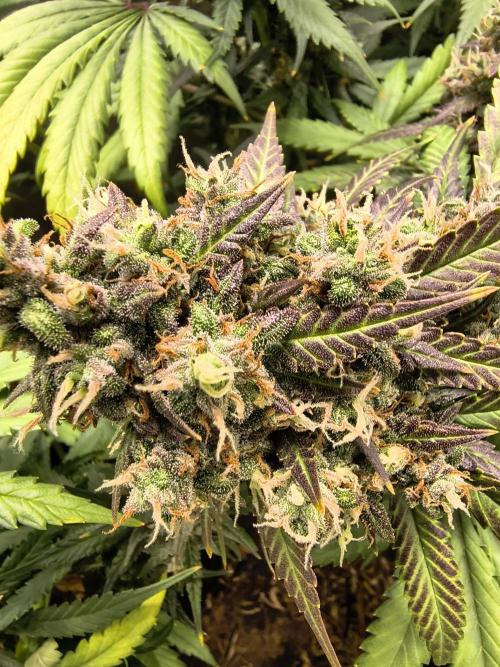 Banana Purple Punch , Gelato. Week 10