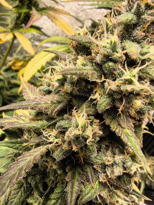Banana Purple Punch , Gelato. Week 10