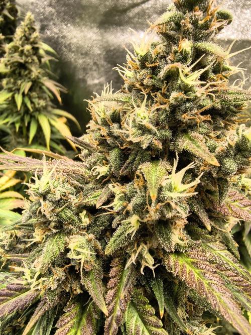 Banana Purple Punch , Gelato. Week 10