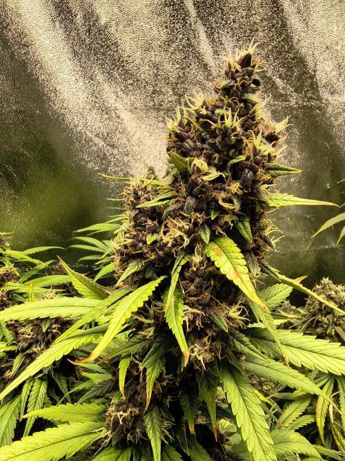 Banana Purple Punch , Gelato. Week 10